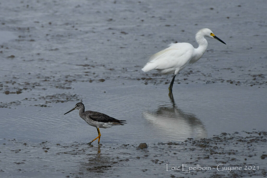 Greater Yellowlegs