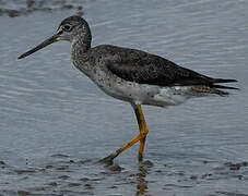 Greater Yellowlegs