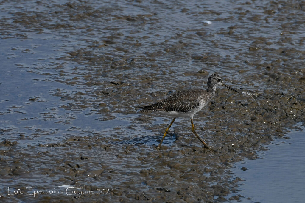 Greater Yellowlegs