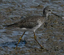 Greater Yellowlegs