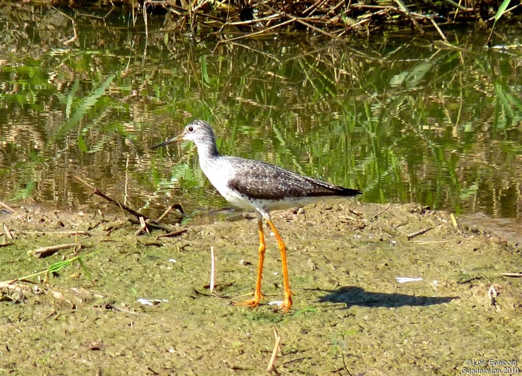 Greater Yellowlegs