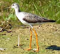 Greater Yellowlegs