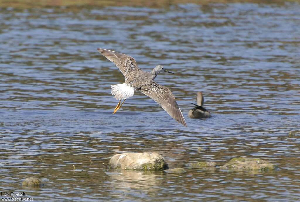 Greater Yellowlegs, Flight