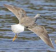 Greater Yellowlegs