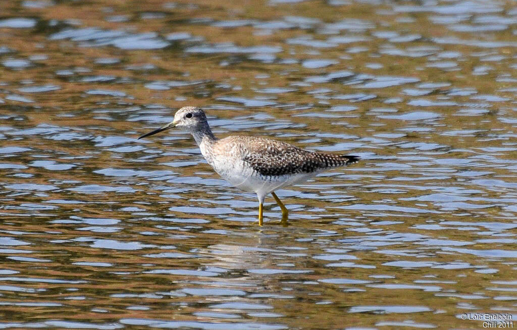 Greater Yellowlegs