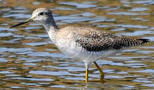 Greater Yellowlegs