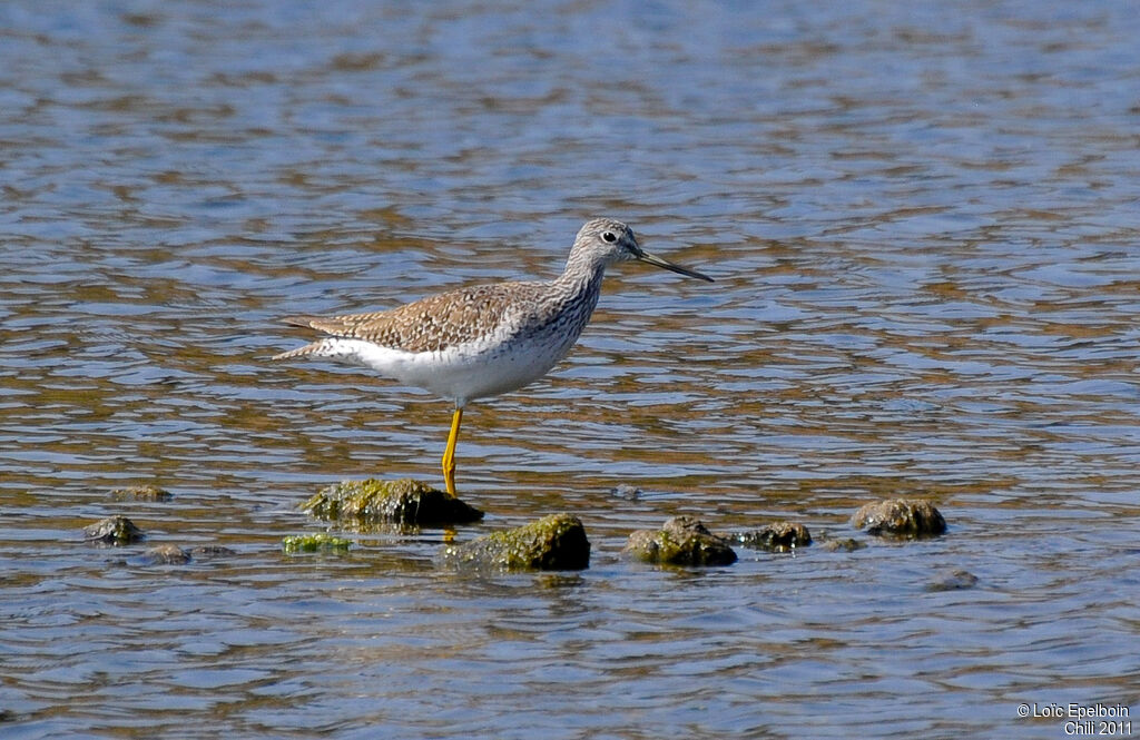 Greater Yellowlegs