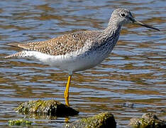 Greater Yellowlegs