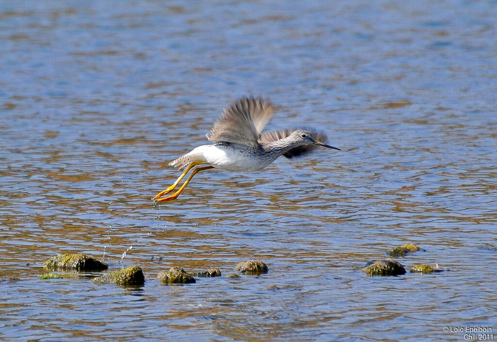 Greater Yellowlegs