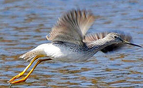 Greater Yellowlegs