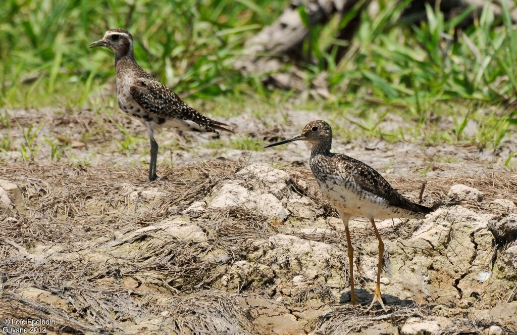 Greater Yellowlegs