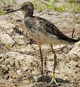 Greater Yellowlegs