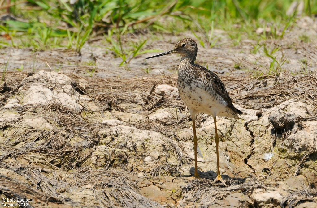 Greater Yellowlegs