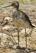 Greater Yellowlegs