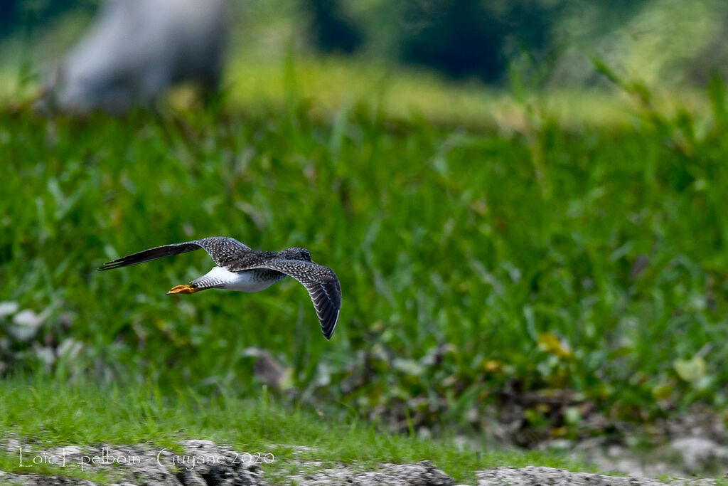 Greater Yellowlegs