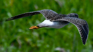 Greater Yellowlegs