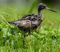 Greater Yellowlegs