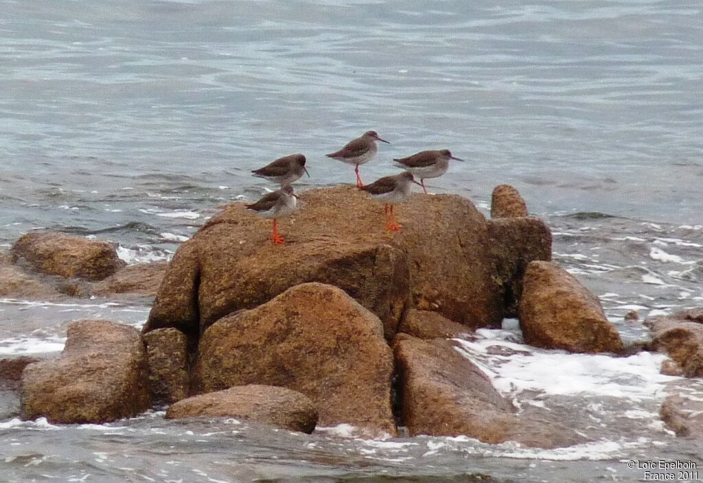 Common Redshank