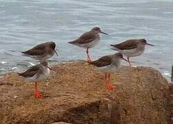 Common Redshank