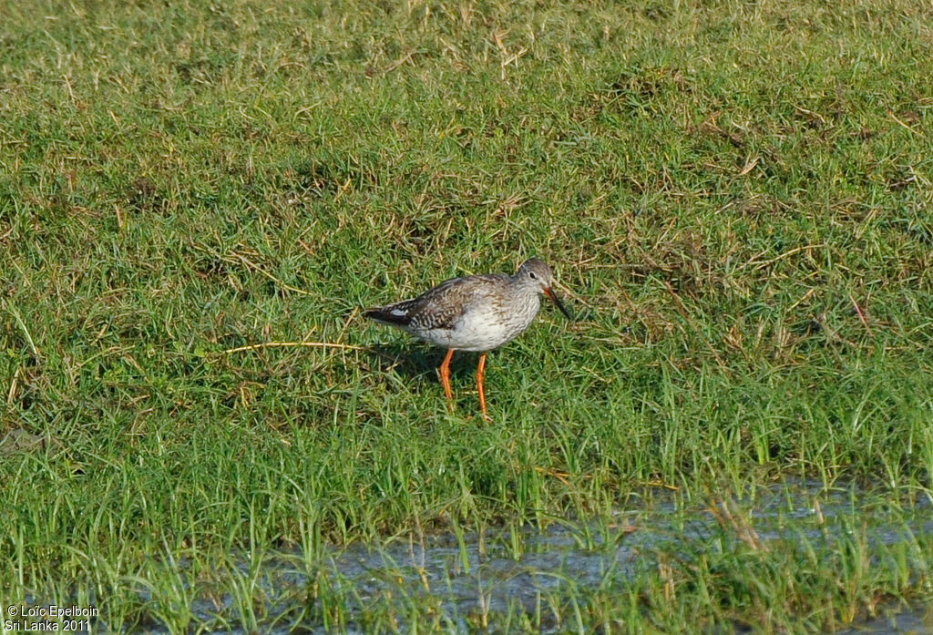 Common Redshank