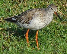 Common Redshank