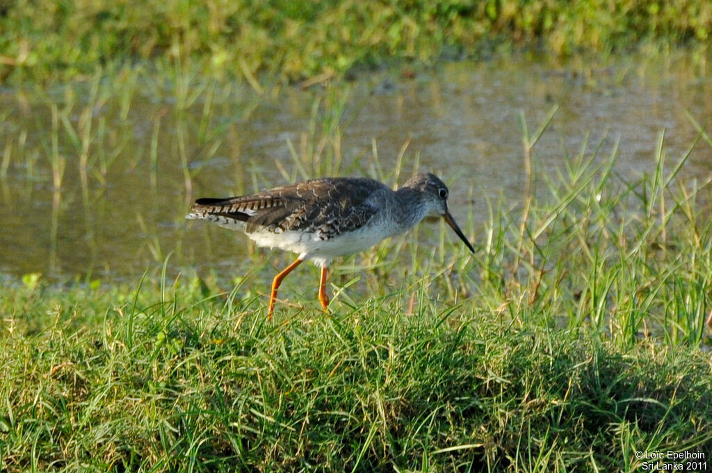 Common Redshank