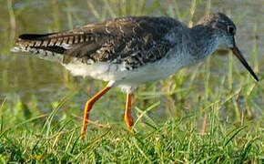 Common Redshank