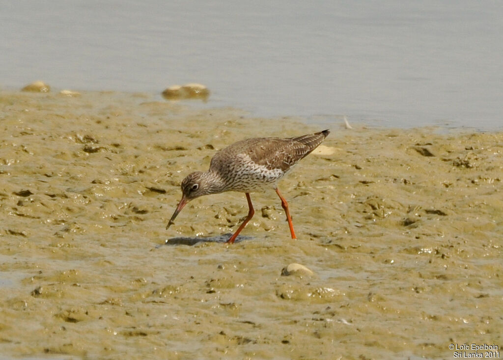 Common Redshank