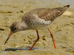 Common Redshank