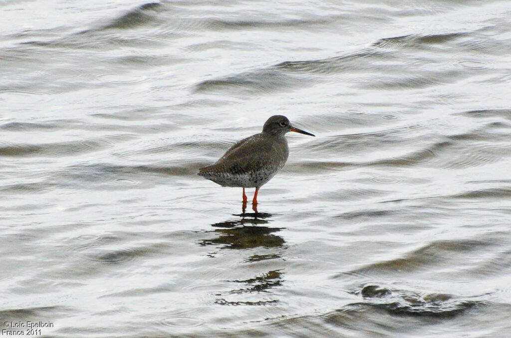 Common Redshank