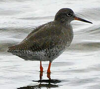 Common Redshank