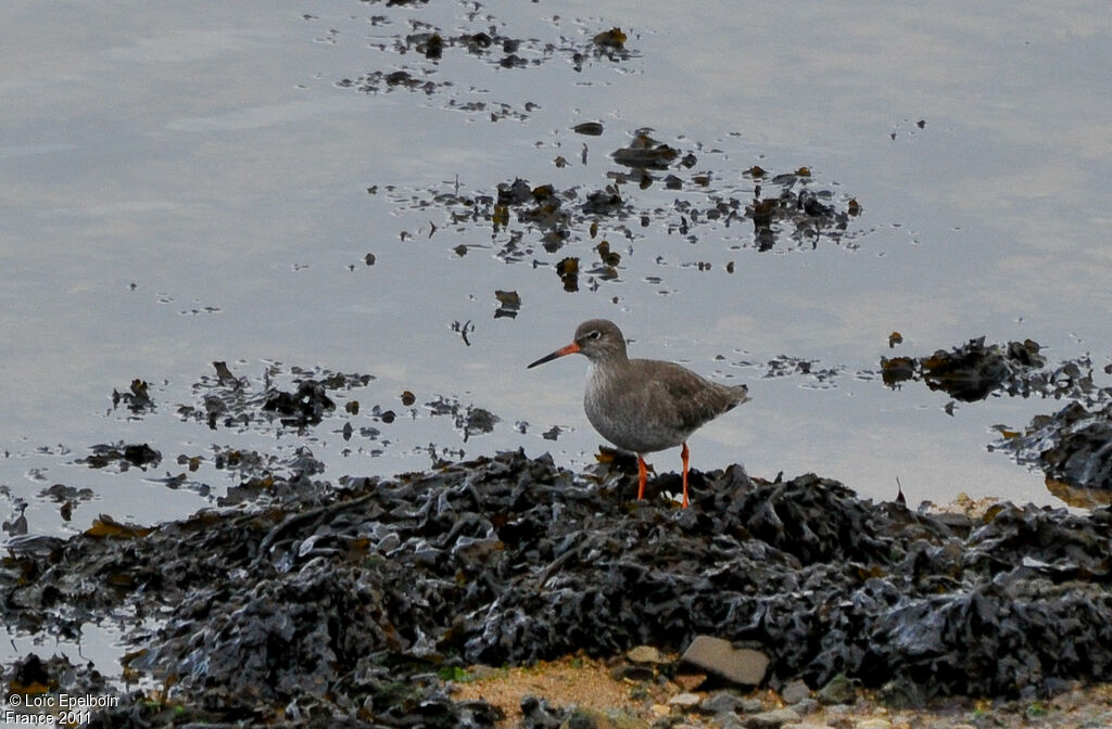 Common Redshank