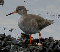 Common Redshank