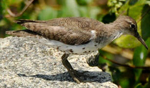 Spotted Sandpiper