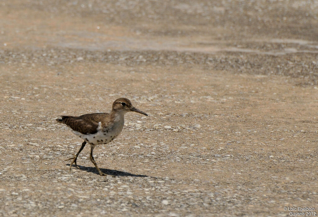 Spotted Sandpiper