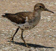 Spotted Sandpiper