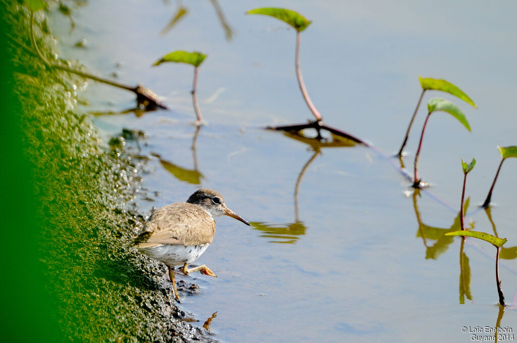 Spotted Sandpiper