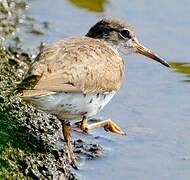 Spotted Sandpiper