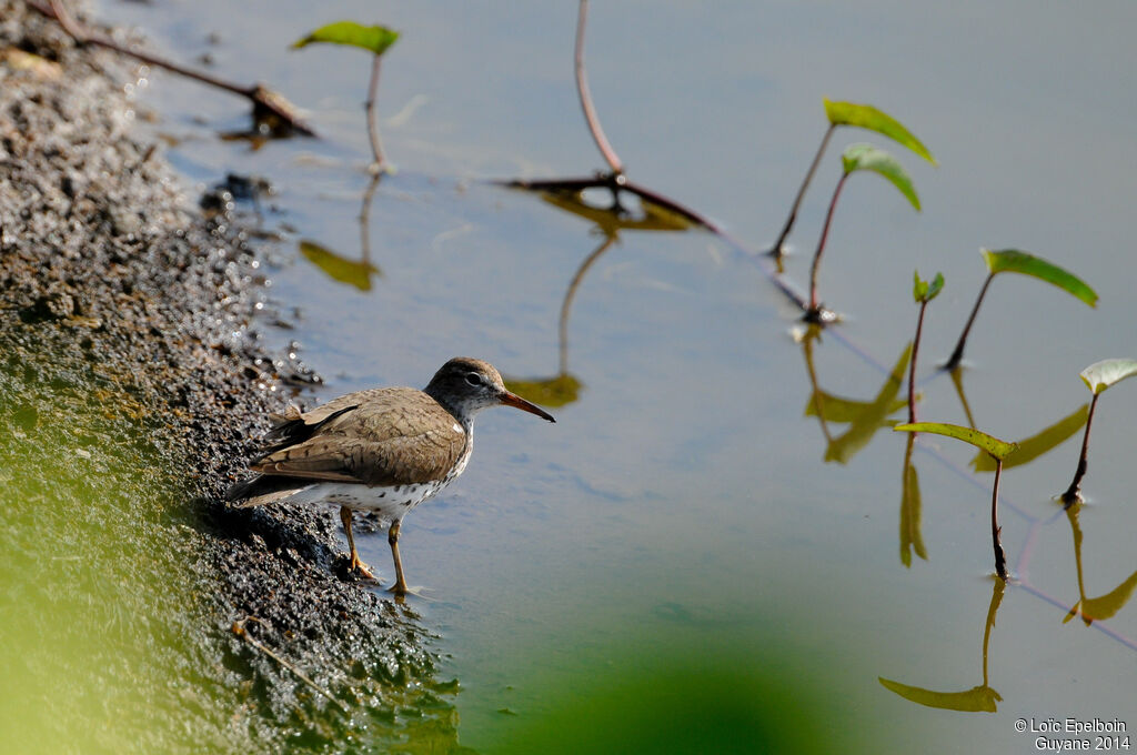 Spotted Sandpiper