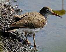 Spotted Sandpiper