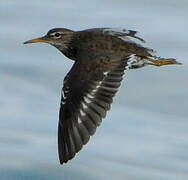 Spotted Sandpiper