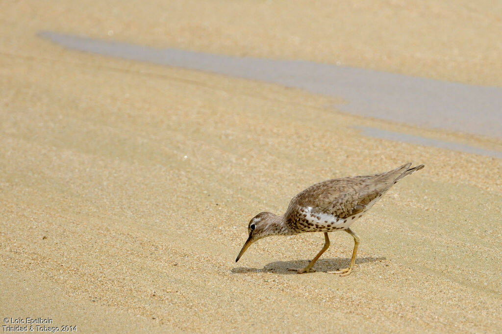 Spotted Sandpiper