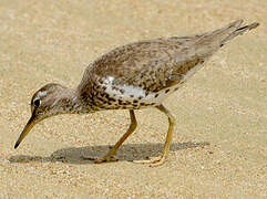 Spotted Sandpiper