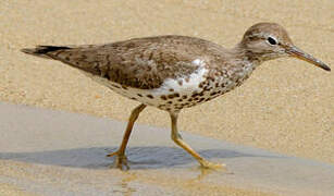 Spotted Sandpiper