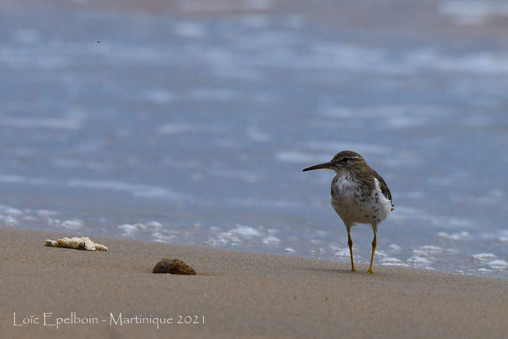 Spotted Sandpiper