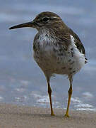 Spotted Sandpiper