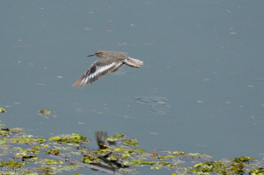 Common Sandpiper