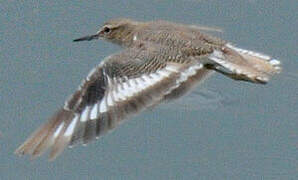 Common Sandpiper