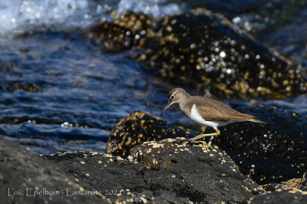 Common Sandpiper