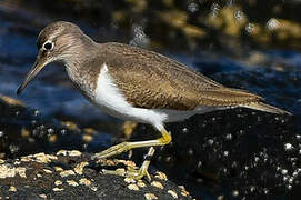 Common Sandpiper